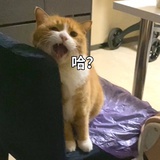番茄锅在逃豆皮
