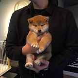 已注销