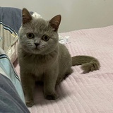 小肥肥