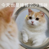 喵喵🐱子