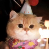 猫头