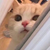 卷尾兔