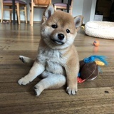 失去梦想的柴犬