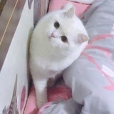 远夏