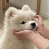 福福饺子