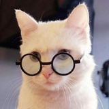 梨花猪头