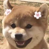 啾啾是个小阿宝
