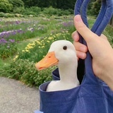 你看我像不像猫