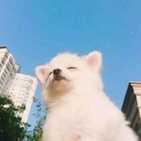 薛定谔的猫