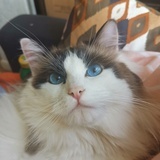 猪滴滴