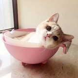 喵咪