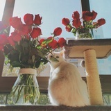 小花酱