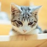 小丁子