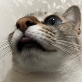 Li