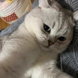 花花的喵屋
