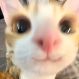 快跑