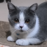 果子