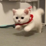 不是笨蛋哈