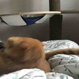 城北徐公