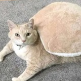 肥猫