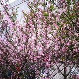 柿柿柿柿如意