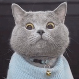 橘猫的橘