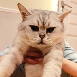 猫姐姐CC