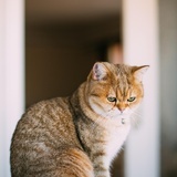 一只流浪猫