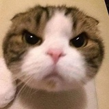 獭獭小饼干