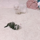 毛球和十七