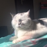 陈猪宝