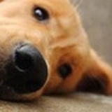 狗毛