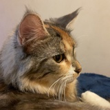 普通养猫上班族
