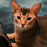 球球猫