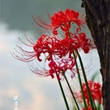 胭脂虫