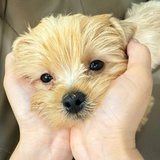颜狗迷路