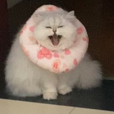 科科