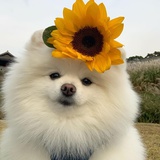 江湖骗子哆来咪