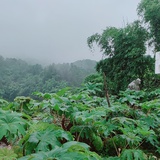 小野草🌿