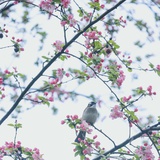 破晓