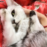 鹅鹅鹅