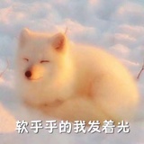 小狗耳朵歪歪歪