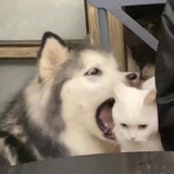 人生全靠运气