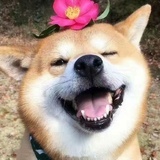 阿彘