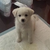 油尖旺最靚仔