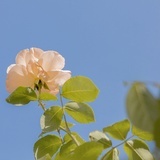 花仔仔