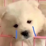 达咩达咩