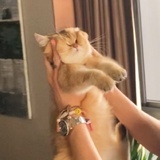 不要生菜不要葱