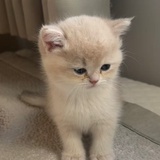 Francoise🐾
