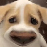 我真的好饿